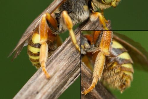 Réf. 259 612 : Nomada basalis